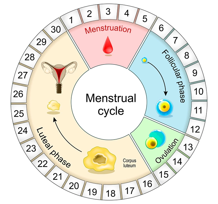 Diagrama del ciclo menstrual