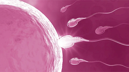 DONNAplus Fertilidad